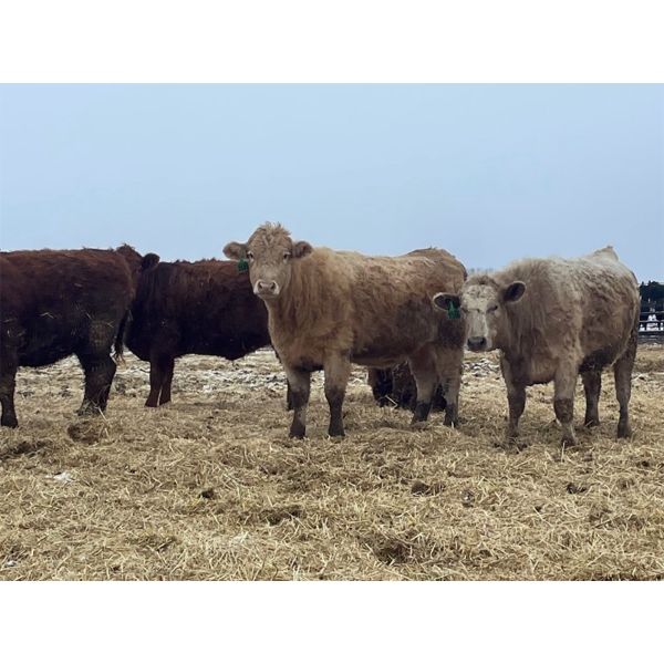W&R Feeders - 1050# Yearling Heifers - 190 Head (Indian Head, SK) VBP+