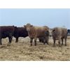 Image 1 : W&R Feeders - 1050# Yearling Heifers - 190 Head (Indian Head, SK) VBP+