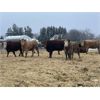 Image 2 : W&R Feeders - 1050# Yearling Heifers - 190 Head (Indian Head, SK) VBP+