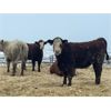 Image 3 : W&R Feeders - 1050# Yearling Heifers - 190 Head (Indian Head, SK) VBP+