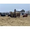 Image 4 : W&R Feeders - 1050# Yearling Heifers - 190 Head (Indian Head, SK) VBP+