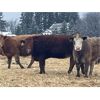 Image 5 : W&R Feeders - 1050# Yearling Heifers - 190 Head (Indian Head, SK) VBP+