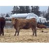 Image 7 : W&R Feeders - 1050# Yearling Heifers - 190 Head (Indian Head, SK) VBP+