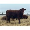Image 8 : W&R Feeders - 1050# Yearling Heifers - 190 Head (Indian Head, SK) VBP+