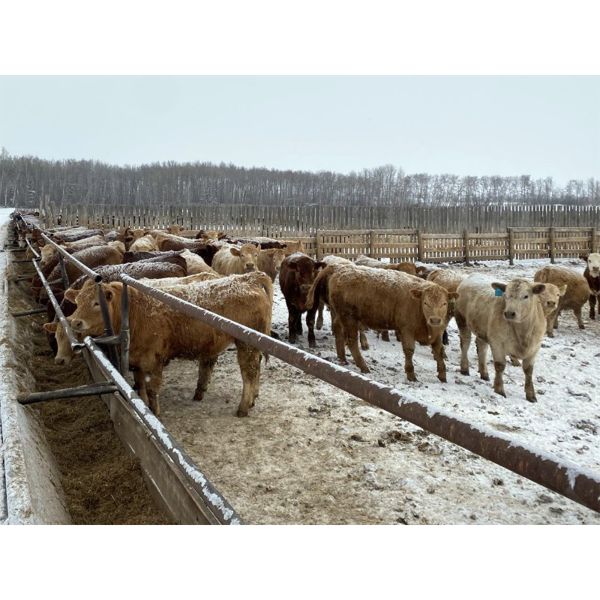 Rice Farms - 950# Steers - 65 Head (Lacombe, AB)