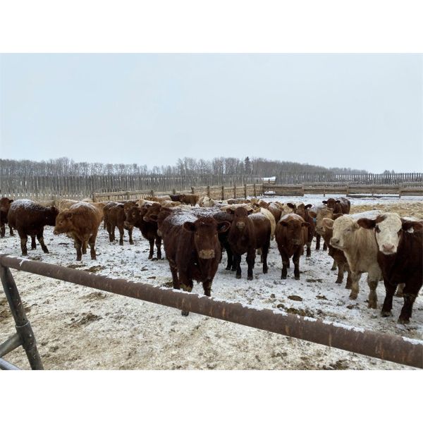 Rice Farms - 960# Steers - 125 Head (Lacombe, AB)
