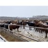 Image 4 : Rice Farms - 960# Steers - 125 Head (Lacombe, AB)