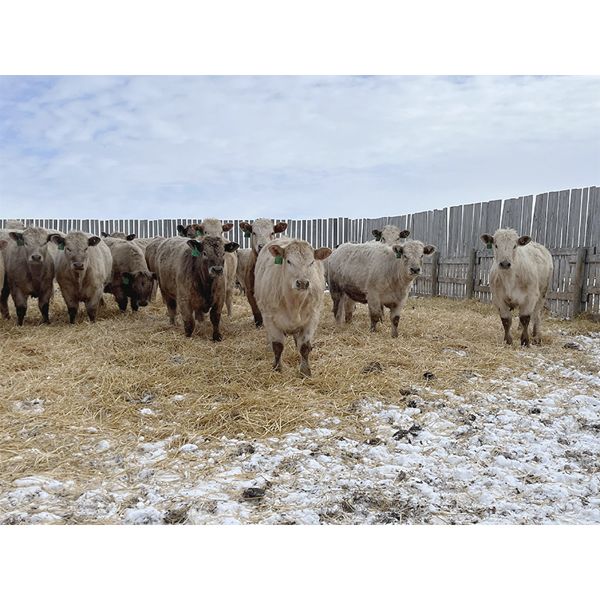 CJS Farms Ltd. - 745# Heifers - 82 Head (Hanna, AB)