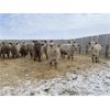 Image 1 : CJS Farms Ltd. - 745# Heifers - 82 Head (Hanna, AB)