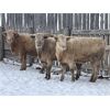 Image 2 : CJS Farms Ltd. - 745# Heifers - 82 Head (Hanna, AB)
