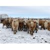 Image 3 : CJS Farms Ltd. - 745# Heifers - 82 Head (Hanna, AB)