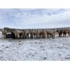 Image 4 : CJS Farms Ltd. - 745# Heifers - 82 Head (Hanna, AB)