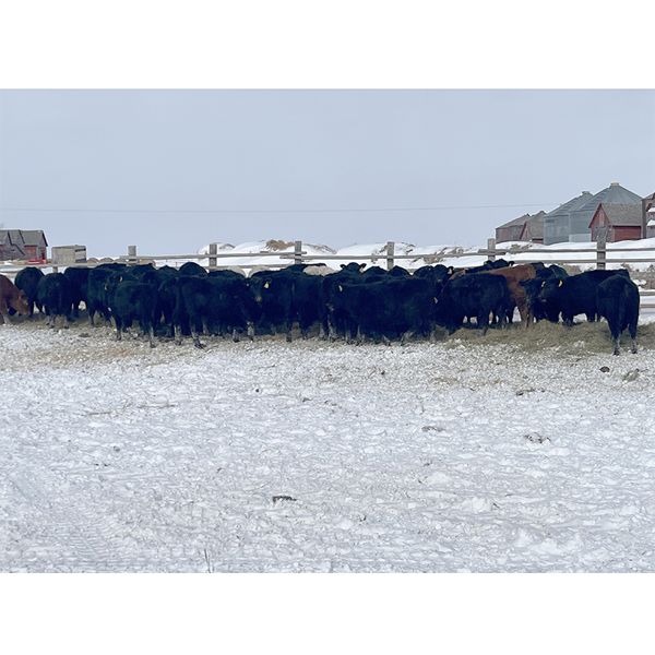 Darrell Goldsmith - 600# Heifers - 91 Head (Hoosier, SK)