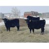 Image 2 : Darrell Goldsmith - 600# Heifers - 91 Head (Hoosier, SK)