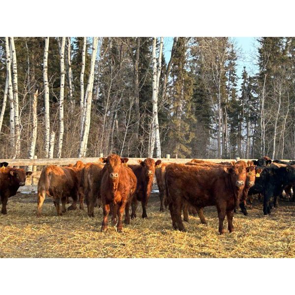 Sharko Land & Cattle - 785# Steers - 78 Head (Carrot River, SK)