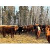 Image 2 : Sharko Land & Cattle - 785# Steers - 78 Head (Carrot River, SK)