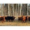 Image 3 : Sharko Land & Cattle - 785# Steers - 78 Head (Carrot River, SK)