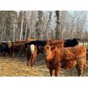 Image 4 : Sharko Land & Cattle - 785# Steers - 78 Head (Carrot River, SK)