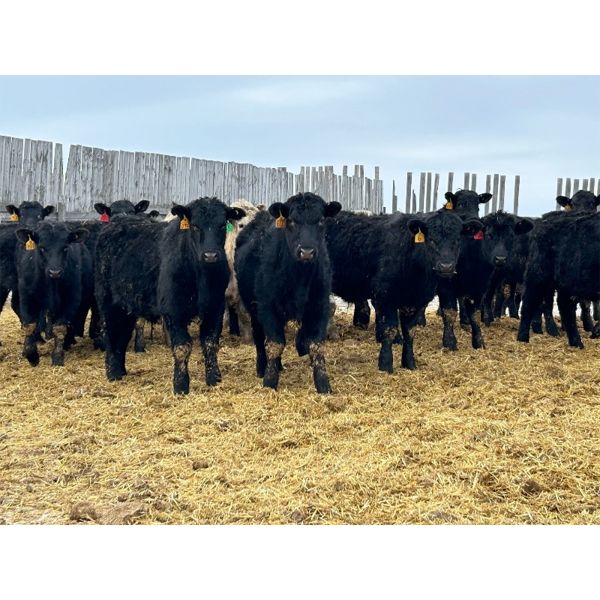 Wade Fewings - 640# Steers - 93 Head (Pierson, MB) VBP+