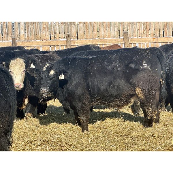 East Hilltop Holdings - 810# Steers - 61 Head (Carstairs, AB)