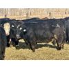 Image 1 : East Hilltop Holdings - 810# Steers - 61 Head (Carstairs, AB)