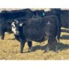 Image 2 : East Hilltop Holdings - 810# Steers - 61 Head (Carstairs, AB)