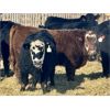 Image 7 : East Hilltop Holdings - 810# Steers - 61 Head (Carstairs, AB)