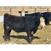 Image 9 : East Hilltop Holdings - 810# Steers - 61 Head (Carstairs, AB)