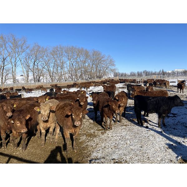 Quarter Circle X Ranch - 650# Heifers - 90 Head (Madden, AB)