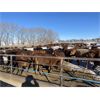 Image 3 : Quarter Circle X Ranch - 650# Heifers - 90 Head (Madden, AB)