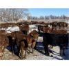Image 4 : Quarter Circle X Ranch - 650# Heifers - 90 Head (Madden, AB)