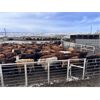 Image 6 : Quarter Circle X Ranch - 650# Heifers - 90 Head (Madden, AB)