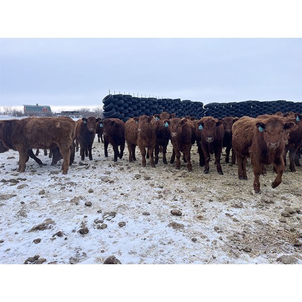 Clay Ridge Farms Inc. - 590# Steers - 106 Head (Big Stone, AB)