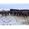 Image 1 : Clay Ridge Farms Inc. - 590# Steers - 106 Head (Big Stone, AB)