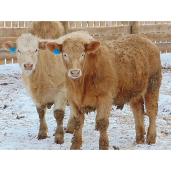 Justin & Kryston Tateson - 950# Steers - 66 Head (Scandia, AB)