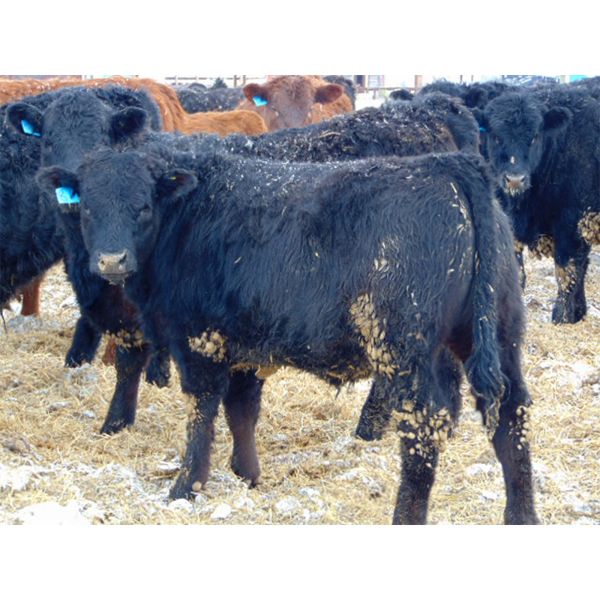 Justin & Kryston Tateson - 920# Steers - 129 Head (Scandia, AB)