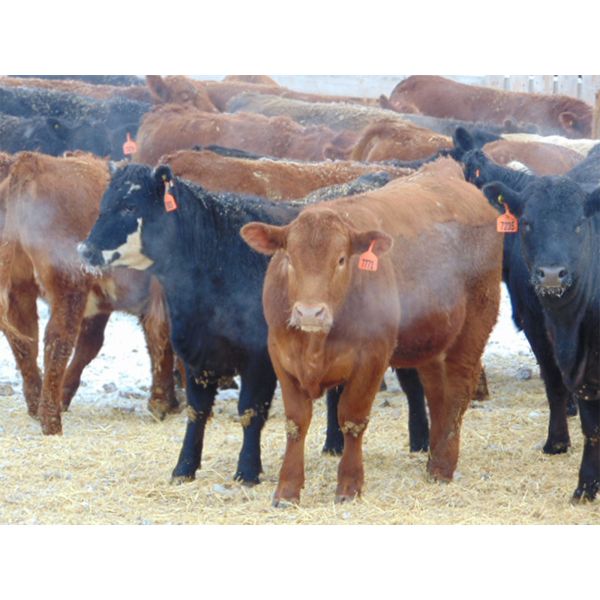 Coro View Farms - 850# Heifers - 73 Head (Scandia, AB)