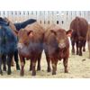 Image 2 : Coro View Farms - 850# Heifers - 73 Head (Scandia, AB)