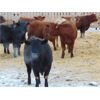 Image 3 : Coro View Farms - 850# Heifers - 73 Head (Scandia, AB)