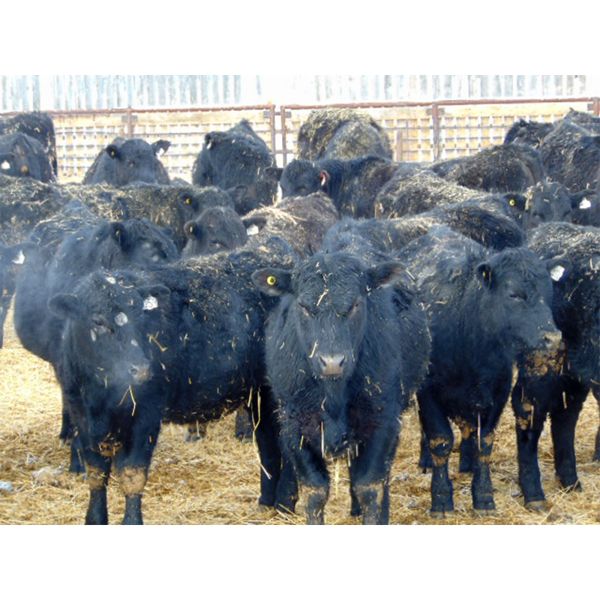 Leon Torkelson - 825# Steers - 76 Head (Patricia, AB)