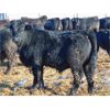 Image 2 : Rob Mossey - 980# Steers - 130 Head (Scandia, AB)
