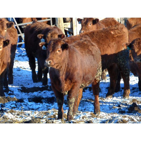 Rob Mossey - 950# Steers - 68 Head (Vauxhall, AB)