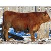 Image 6 : Rob Mossey - 950# Steers - 68 Head (Vauxhall, AB)