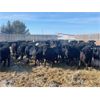 Image 1 : Verle Unrah - 800# Heifers - 304 Head (Dewberry, AB)