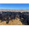 Image 4 : Verle Unrah - 800# Heifers - 304 Head (Dewberry, AB)