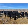 Image 7 : Verle Unrah - 800# Heifers - 304 Head (Dewberry, AB)