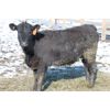 Image 5 : Ken Dunsbergen - 606# Heifers - 60 Head (Picture Butte, AB)