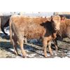 Image 7 : Ken Dunsbergen - 606# Heifers - 60 Head (Picture Butte, AB)