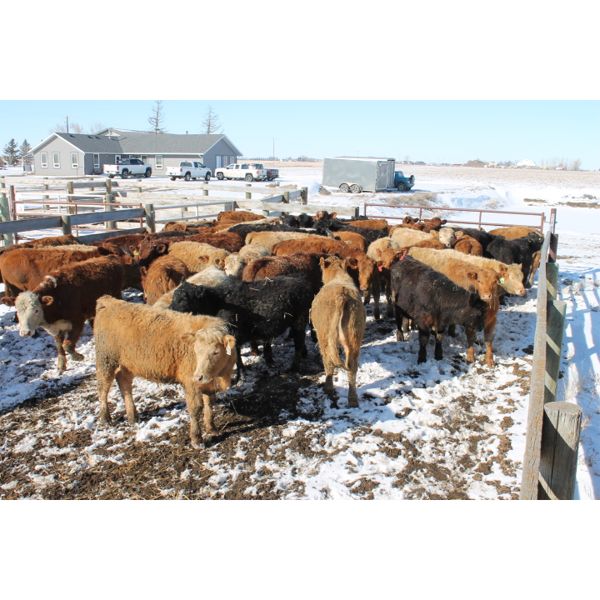 Ken Dunsbergen - 650# Steers - 74 Head (Picture Butte, AB)