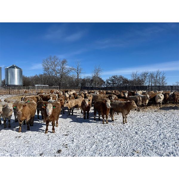 Four Harts Cattle Co. - 920# Steers - 190 Head (Vermilion, AB)